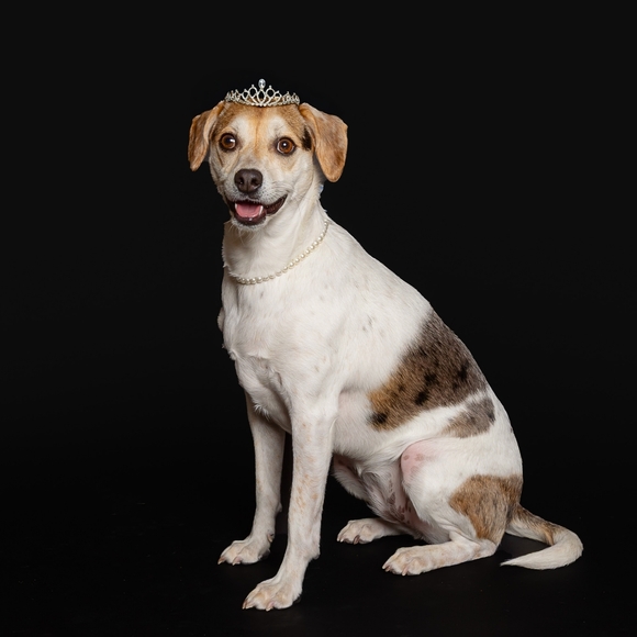 🐾 Welcome To My Closet 🐾 - Picture 9 of 9